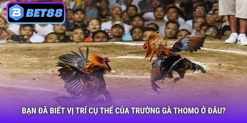 Bạn đã biết vị trí cụ thể của trường gà Thomo ở đâu?