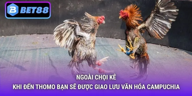 Ngoài chọi kê, khi đến Thomo bạn sẽ được giao lưu văn hóa Campuchia