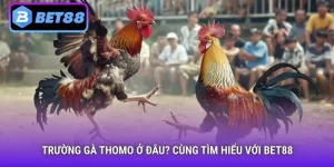Trường gà Thomo ở đâu?