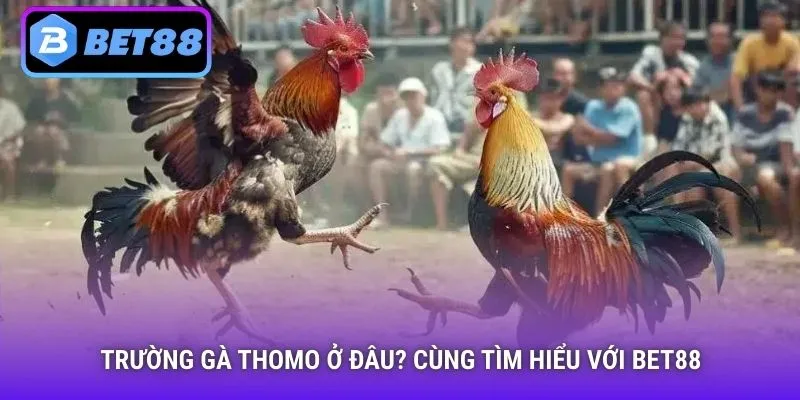 Trường gà Thomo ở đâu?
